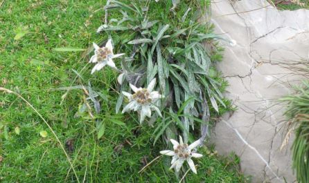 Бавария и Бодензее