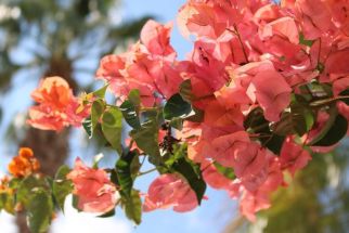 Наст. в хотели 4, 3 и 2 звезди