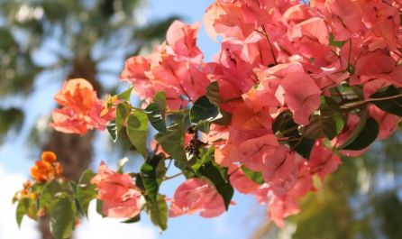 Мечта по Лазурния бряг - самолетна програма