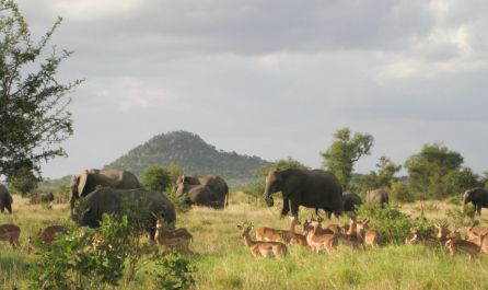 Екскурзия в ЮАР - Най-доброто от Южна Африка,  без виза за български граждани!
