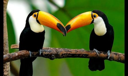 РИО ДЕ ЖАНЕЙРО, водопадите ИГУАСУ и АМАЗОНИЯ -  22.02.2026, 25.03.2026, 14.04.2026, 19.05.2026, 21.10.2026, 25.11.2026, 18.12.2026