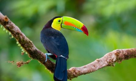 КОСТА РИКА - 10.02.2026, 11.05.2026, 18.09.2026, 16.10.2026, 27.11.2026