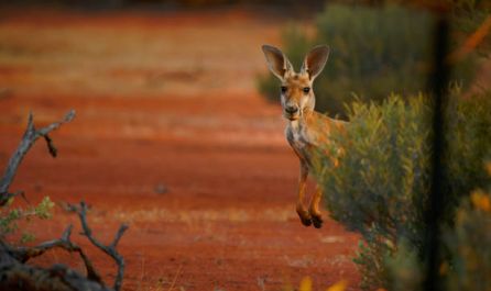 СИНГАПУР и АВСТРАЛИЯ  12.11.2026