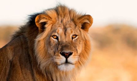 ЮЖНА АФРИКА, ЗИМБАБВЕ с водопада ВИКТОРИЯ, БОТСВАНА И НАМИБИЯ 26.02.2027, 29.04.2027, 17.09.2027, 15.10.2027, 12.11.2027